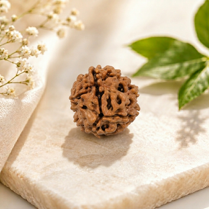 Three Mukhi Rudraksha